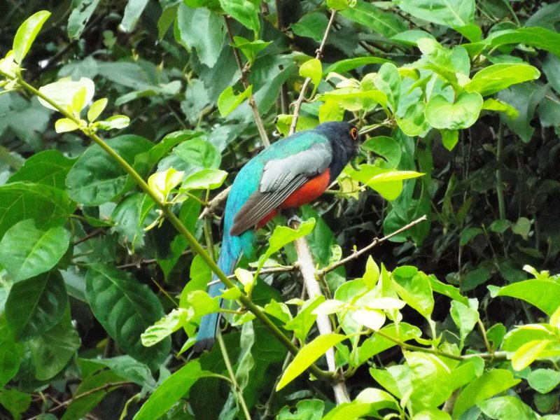 Trogon surrucura registrado em borda de mata próximo ao ponto FT3.