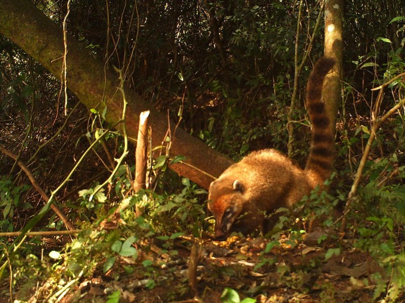 Nasua nasua registrado por armadilha fotográfica no ponto FT1.